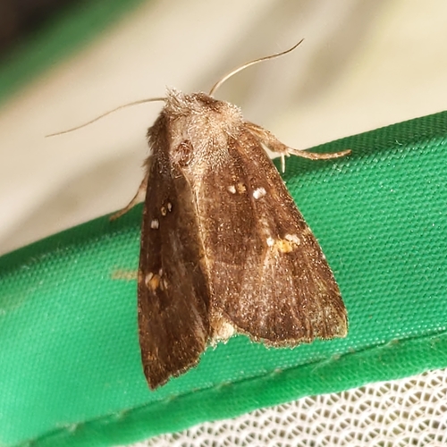 Stalk Borer photo 6