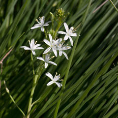 Trachyandra chlamydophylla