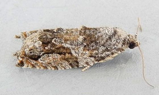 Proteoteras arizonae