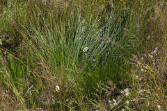 Trachyandra chlamydophylla