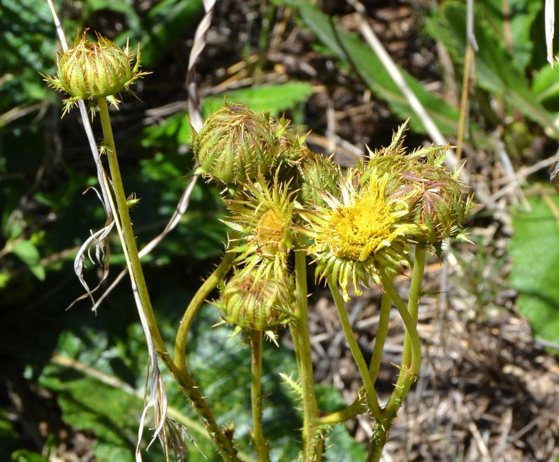 Rasp African Thistle from Faerie Glen Nature Reserve on November 22 ...