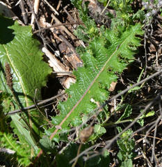 Berkheya radula