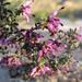 Smooth Tiny-leaf Heath - Photo (c) Nick Helme, some rights reserved (CC BY-SA), uploaded by Nick Helme