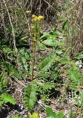 Berkheya radula