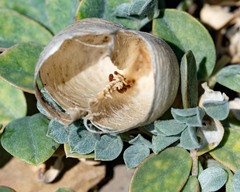 Astragalus kelseyae