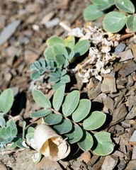 Astragalus kelseyae
