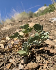 Astragalus kelseyae