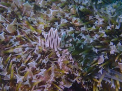 Zebrida adamsii