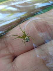 Bijoaraneus mitificus