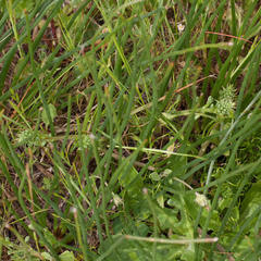 Trachyandra chlamydophylla