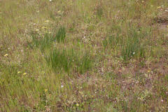Trachyandra chlamydophylla