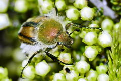 Stegopterus vittatus