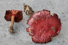 Cortinarius harrisonii