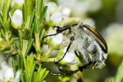 Stegopterus vittatus