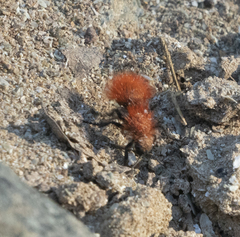 Dasymutilla flammifera