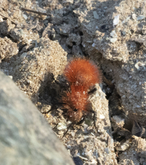 Dasymutilla flammifera