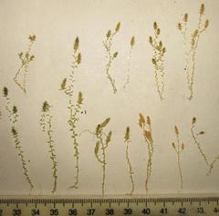 Selaginella pygmaea