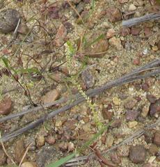 Selaginella pygmaea