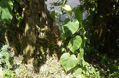 Philodendron hederaceum