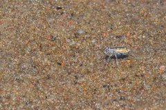 Ellipsoptera cuprascens