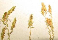 Selaginella pygmaea