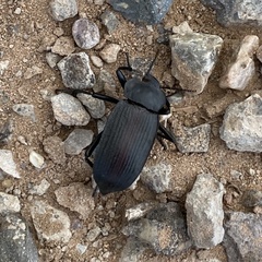 Eleodes suturalis