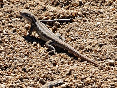Sceloporus graciosus graciosus