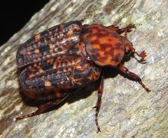 Porphyronota