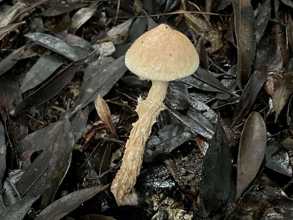 Austroboletus fusisporus