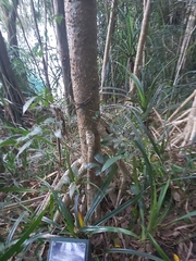 Pandanus gemmifer