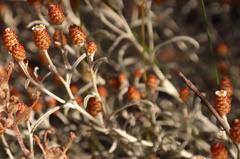 Helichrysum cochleariforme