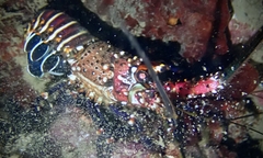 Panulirus marginatus