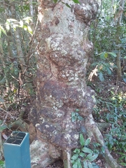 Syzygium cormiflorum