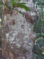 Syzygium cormiflorum