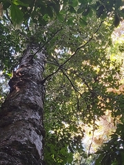 Syzygium cormiflorum