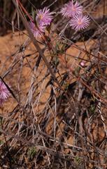 Lampranthus stenopetalus