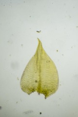 Hygrohypnum styriacum