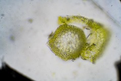 Hygrohypnum styriacum