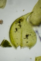 Hygrohypnum styriacum