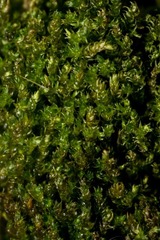 Hygrohypnum styriacum