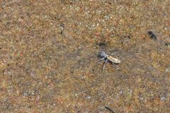 Ellipsoptera cuprascens