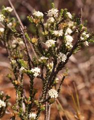 Macrostylis crassifolia