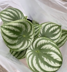 Peperomia argyreia