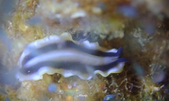 Pseudoceros paralaticlavus