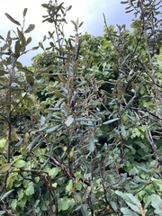 Pomaderris apetala maritima