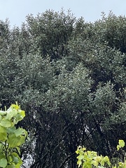 Pomaderris apetala maritima