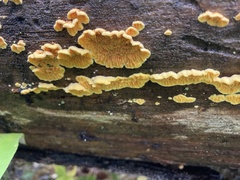 Pseudomerulius