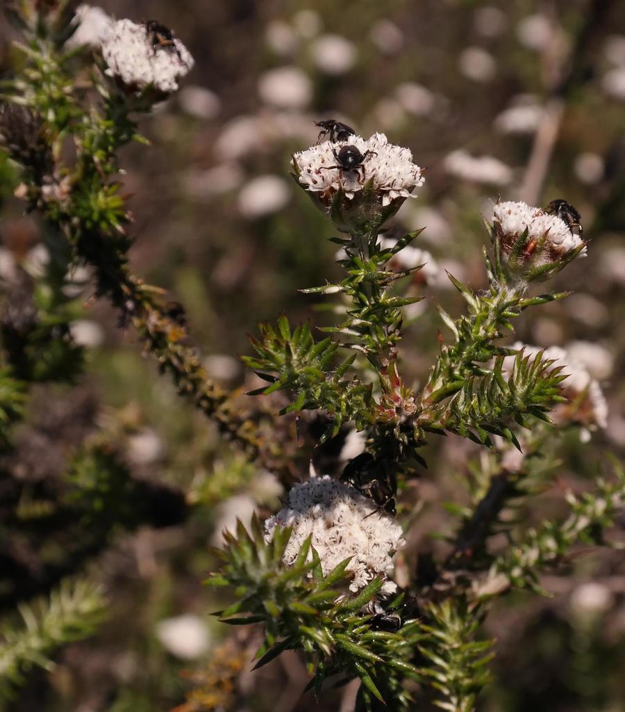 Ball Blombush