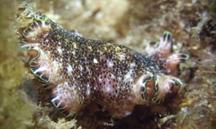 Pseudoceros leptostictus