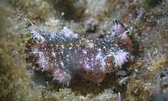 Pseudoceros leptostictus